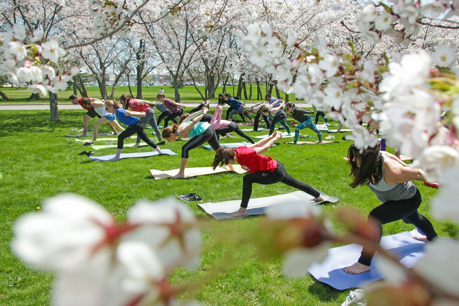Cherry blossom yoga held at Brock – The Brock News