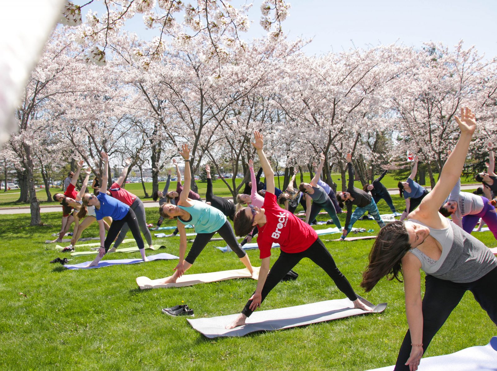 https://brocku.ca/brock-news/wp-content/uploads/2019/05/Cherry-blossom-yoga-3-RS-1600x1196.jpg?x70330