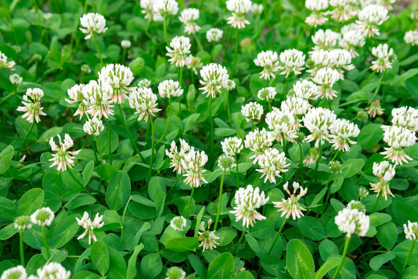 Stems with white petals forming a bulb-like formation on top stick up among a sea of green clover plants.