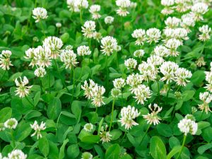 Stems with white petals forming a bulb-like formation on top stick up among a sea of green clover plants.