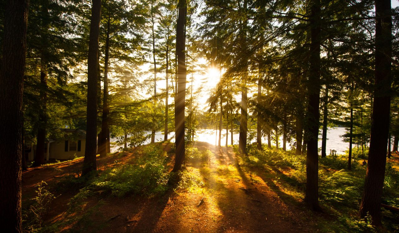 Sun streams in from the centre of the image on a pine forest with a small cabin hidden to the left.
