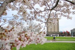 A person on a bicycle rides by in between a cherry blossom tree and Brock's Schmon Tower.