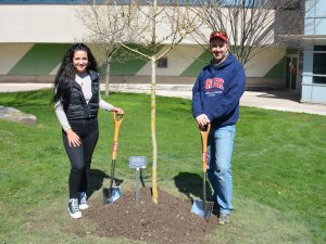 A woman in a black vest and a man in a blue sweatshirt stand on either side of a newly planted tree