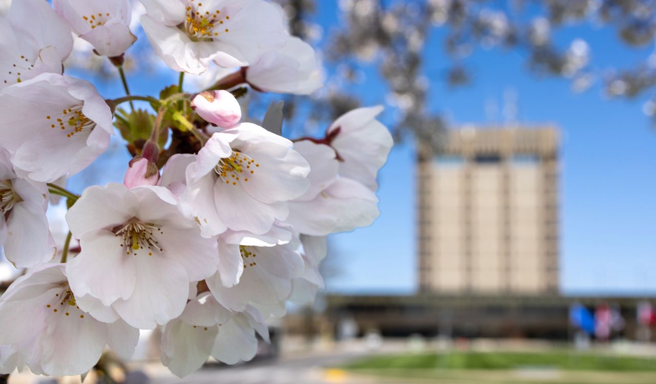 A closeup of cherry blossoms with Brock's Schmon Tower blurred in the background.