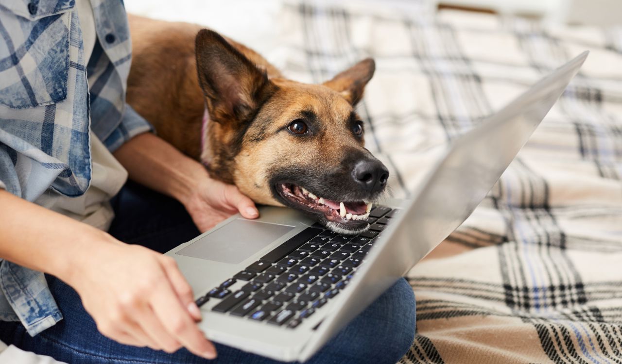 Brown-eyed dog rests its chin on an open laptop, looking at the screen while a person holds the laptop on a bed. 