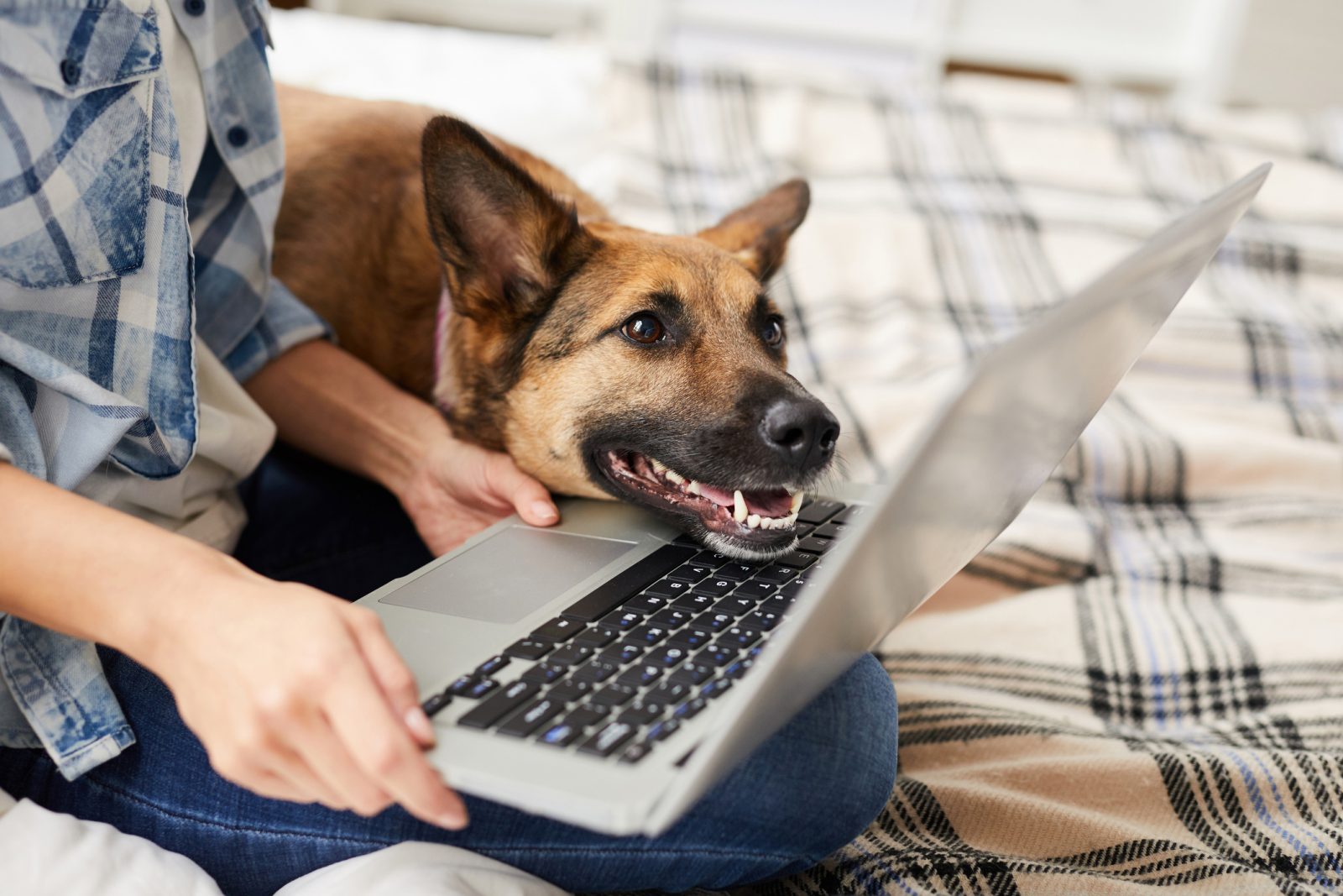 Brown-eyed dog rests its chin on an open laptop, looking at the screen while a person holds the laptop on a bed.