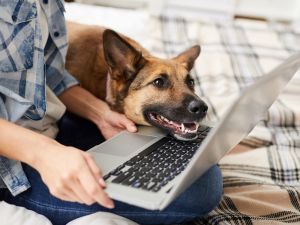 Brown-eyed dog rests its chin on an open laptop, looking at the screen while a person holds the laptop on a bed.