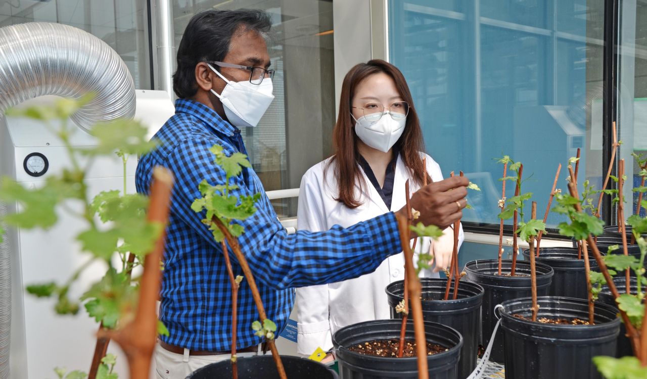 A man with a mask and glasses and wearing a black-and-blue checkered shirt and white pants grasps onto the top of a plant among a group of plants in the foreground while a woman to his right wearing glasses, a white lab coat and a black shirt looks on.