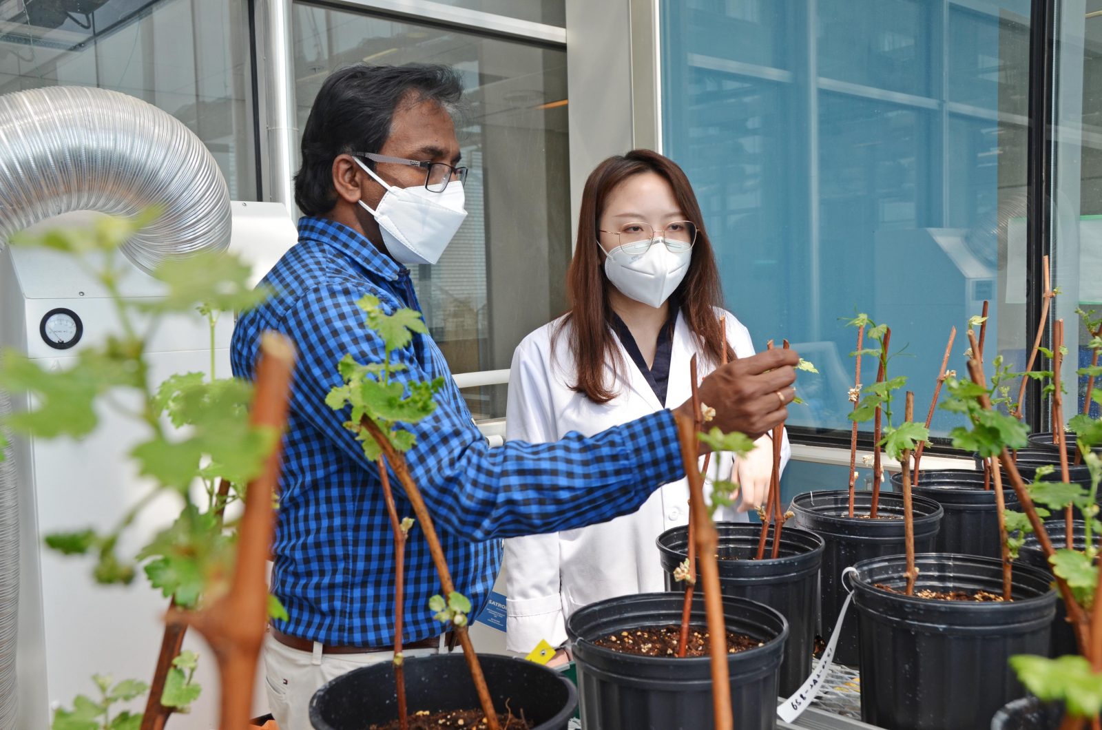 A man with a mask and glasses and wearing a black-and-blue checkered shirt and white pants grasps onto the top of a plant among a group of plants in the foreground while a woman to his right wearing glasses, a white lab coat and a black shirt looks on.