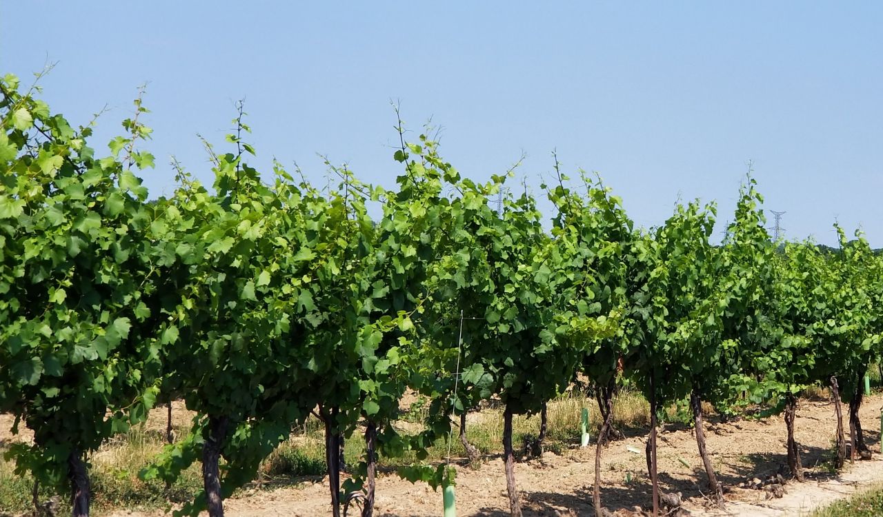 Two rows of green, bushy grapevines sit under a light-blue sky.