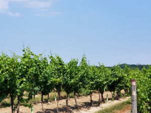 Two rows of green, bushy grapevines sit under a light-blue sky.