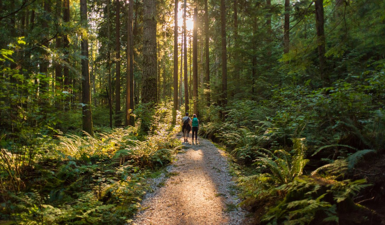 Two people on a nature walk in the middle of a forest. They walk toward the sun on a long gravel path lined with tall trees and low, green foliage.
