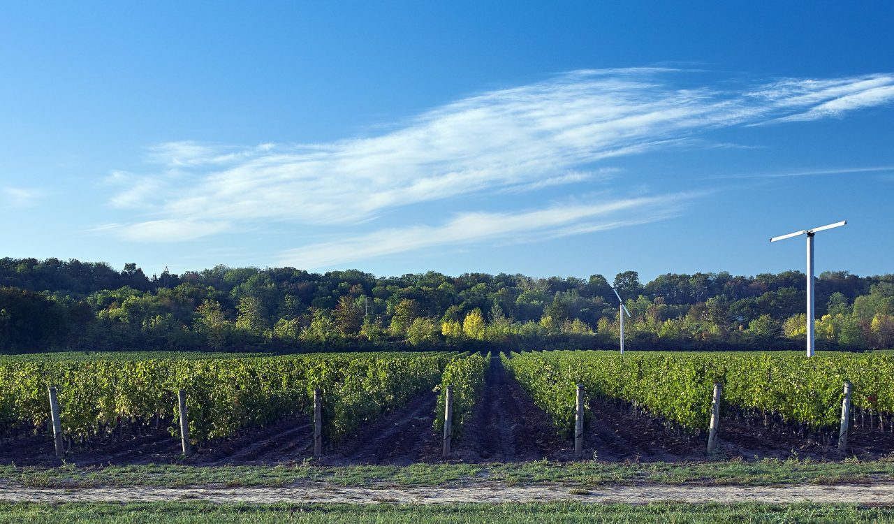 A vineyard in front of a tree line with a blue sky in background.