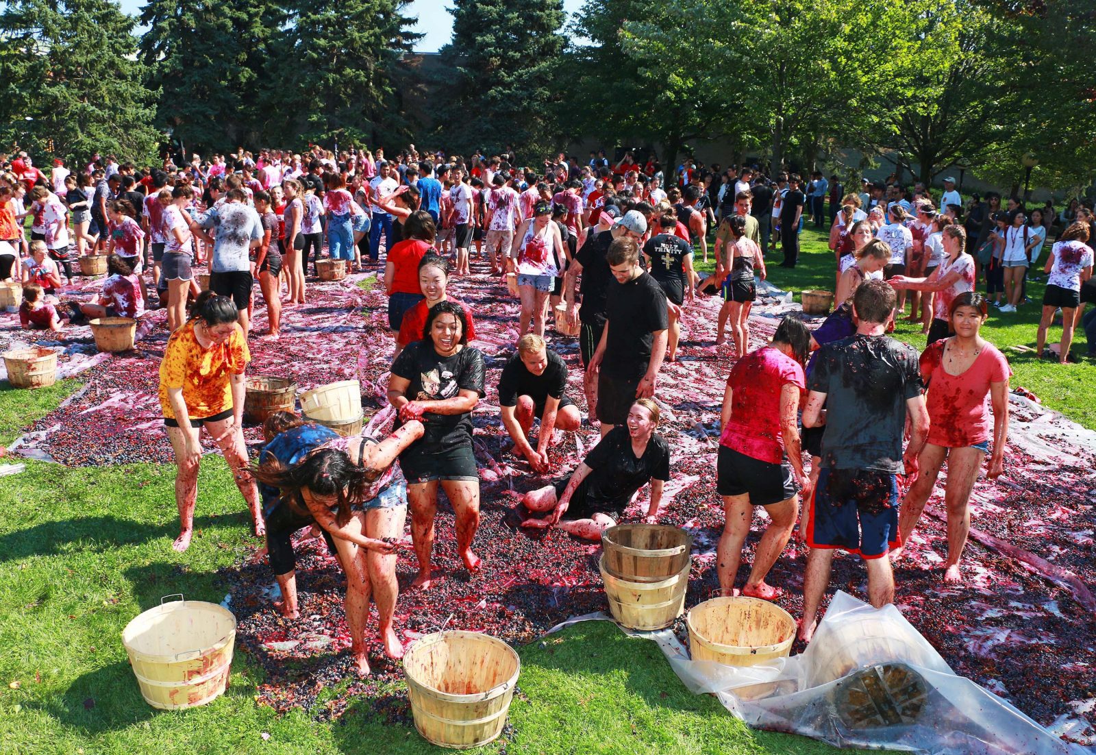 Hundreds of students throw grapes at each other on top of plastic tarps in an outdoor setting.