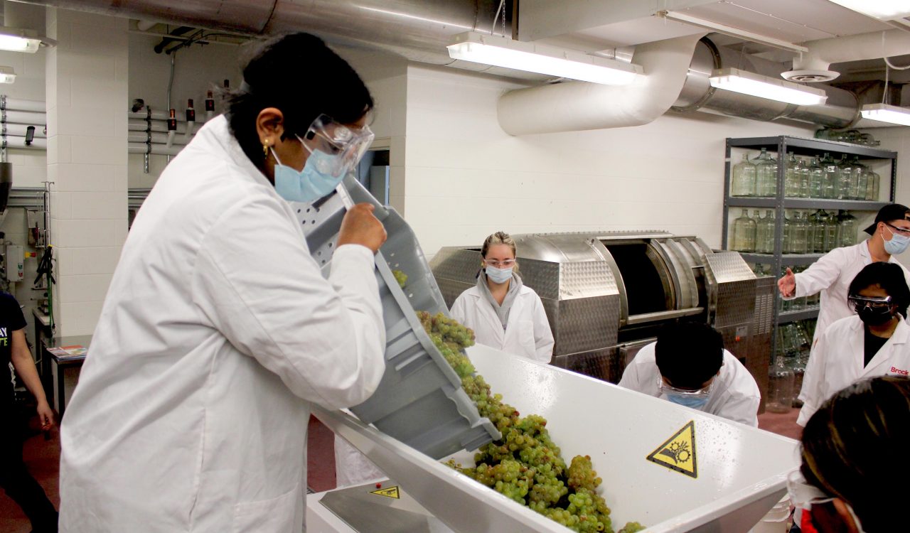 A group of students in lab coats and safety goggles use a grape crusher destemmer to process Riesling grapes.