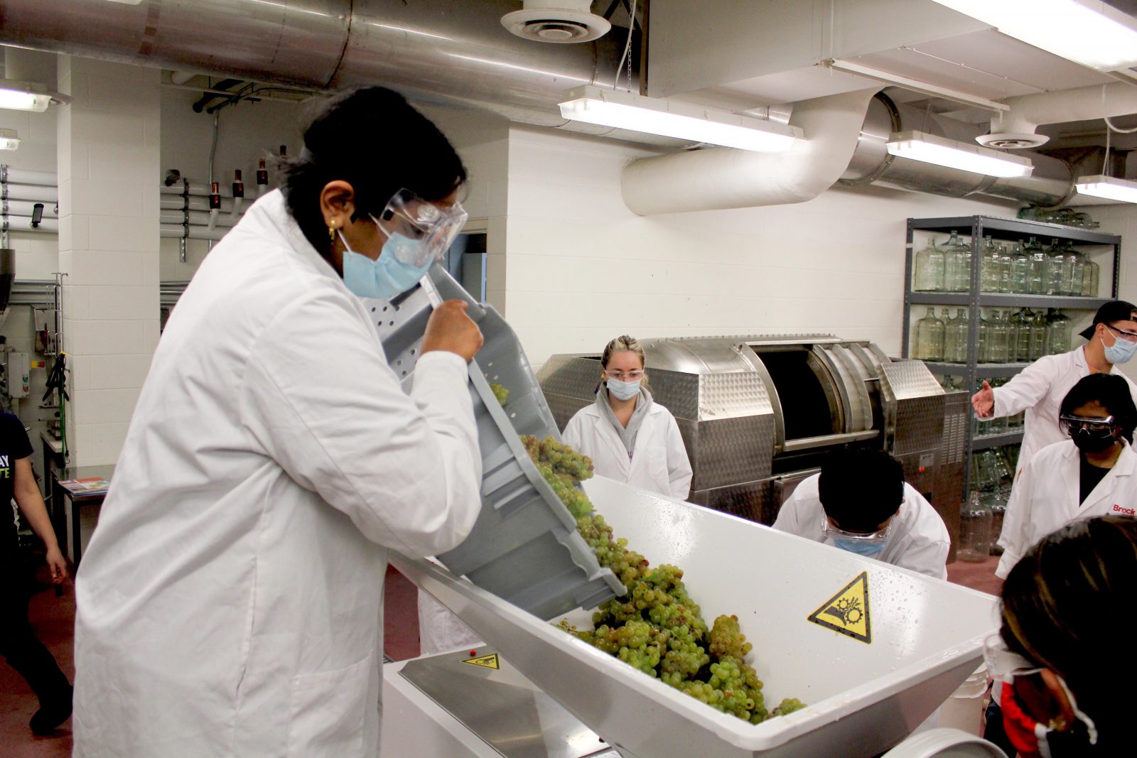 A group of students in lab coats and safety goggles use a grape crusher destemmer to process Riesling grapes.