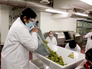 A group of students in lab coats and safety goggles use a grape crusher destemmer to process Riesling grapes.