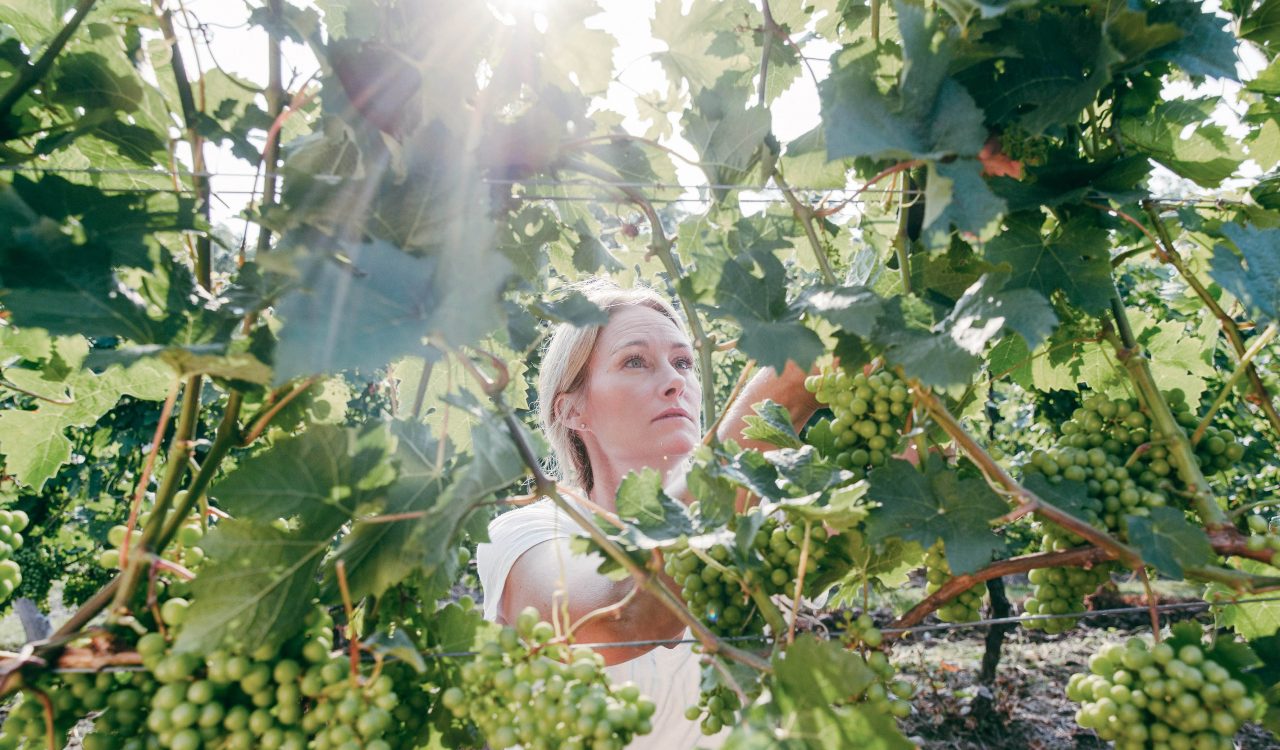 A woman kneels to look closely at white grapes hanging on a vine.