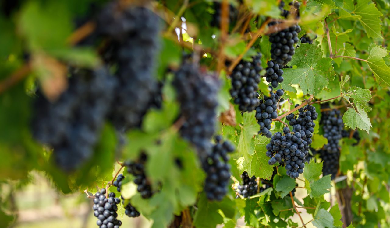 Bunches of red wine grapes hanging on a vine.
