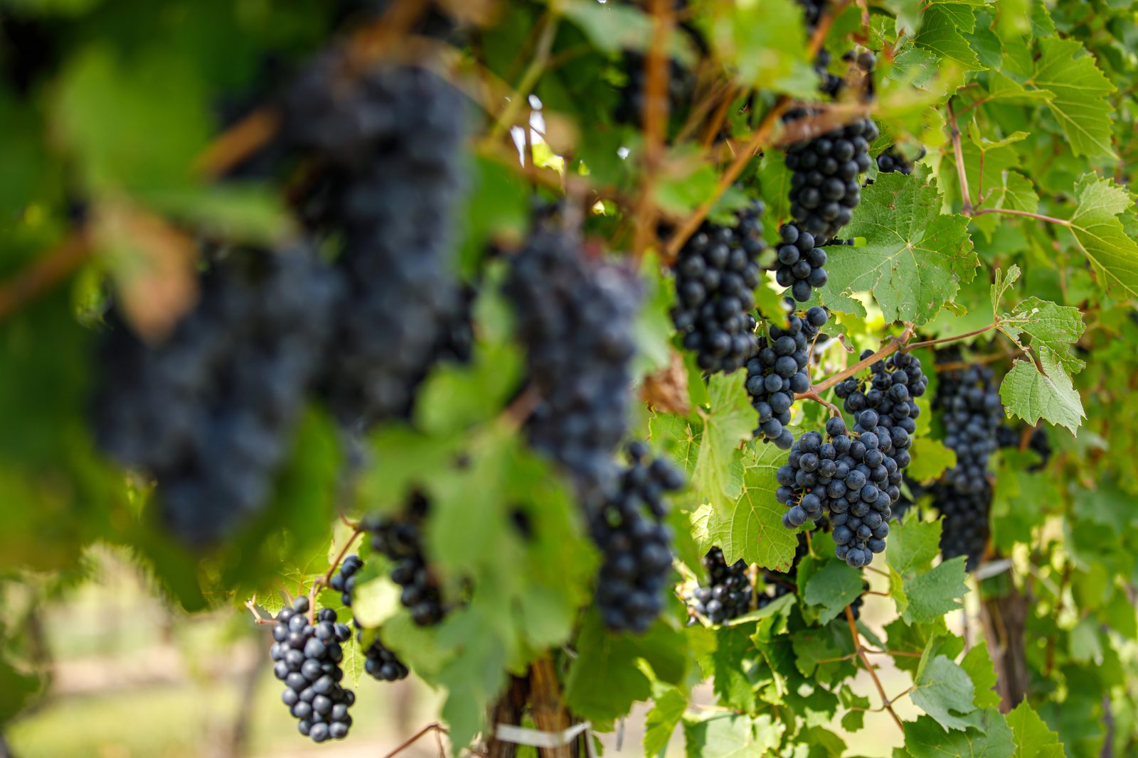 Bunches of red wine grapes hanging on a vine.