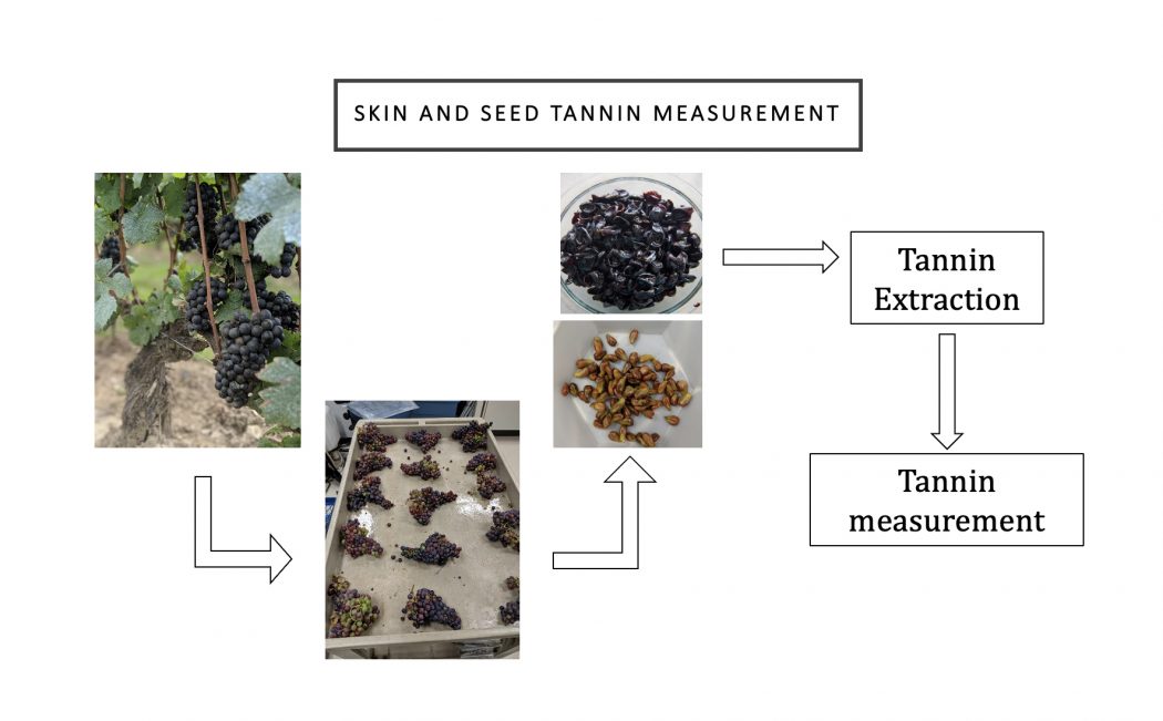 Graphic displaying the TanninAlert measurement process.