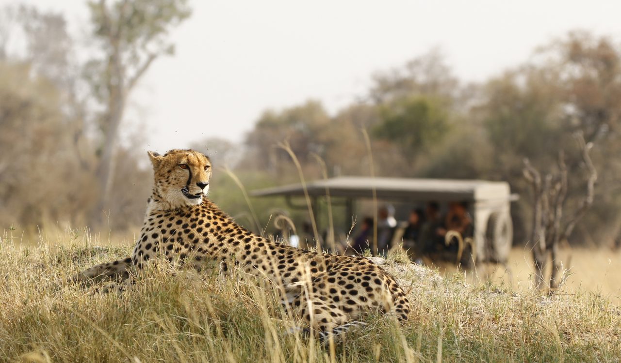 A cheetah in the savannah with a safari van in the background
