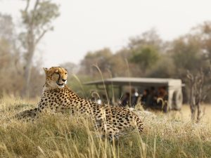 A cheetah in the savannah with a safari van in the background
