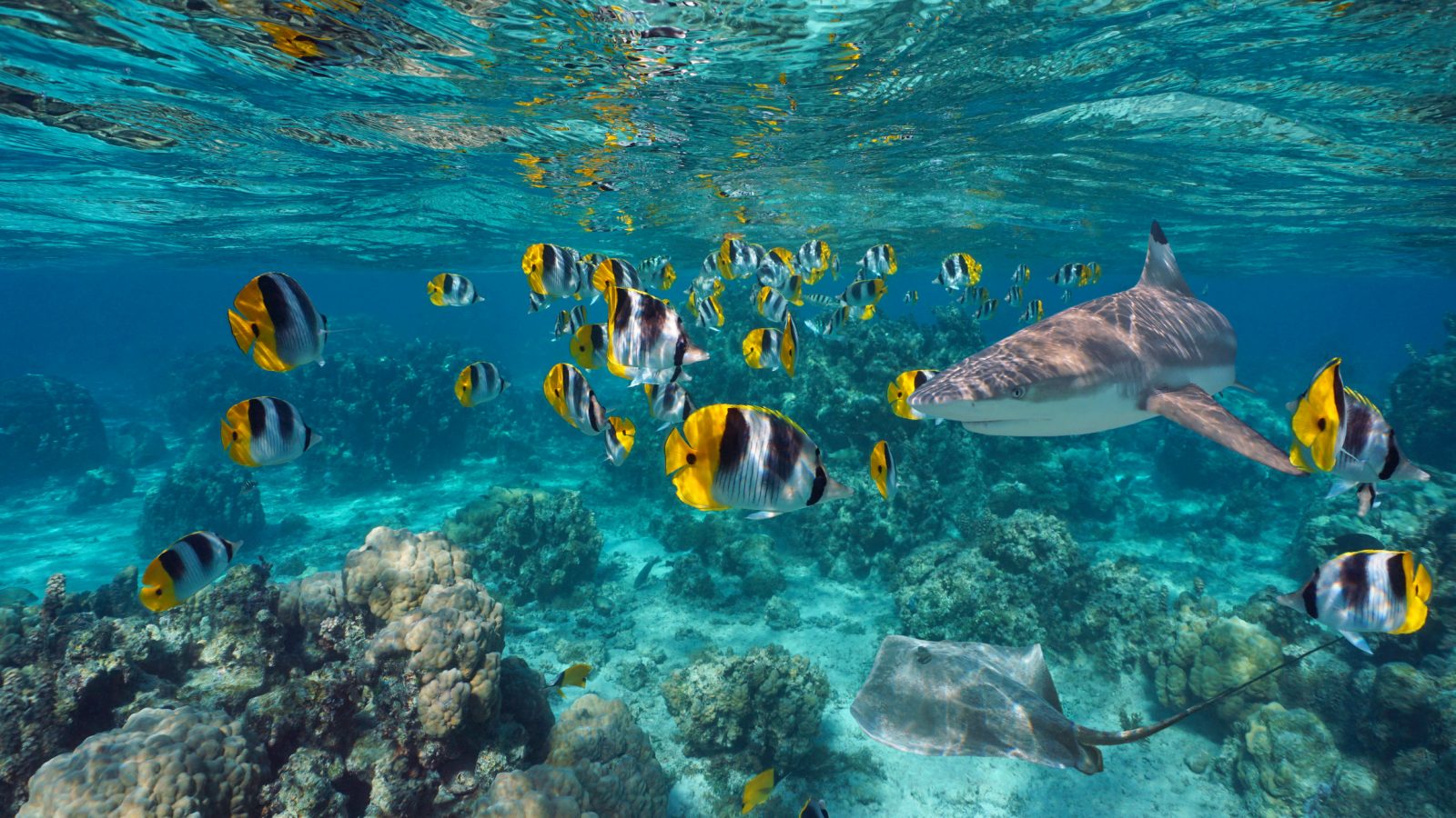 Striped tropical fish, a stingray and a shark swim amongst coral underwater.