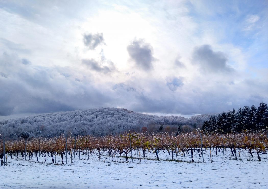 A snow-covered vineyard with treed background.