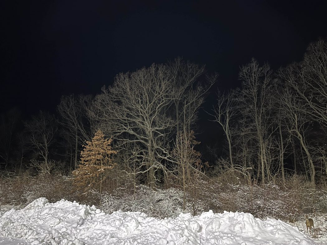 A tree line with a darkened sky and snowbank in the foreground. A small deer can be seen standing in the snow staring straight ahead.