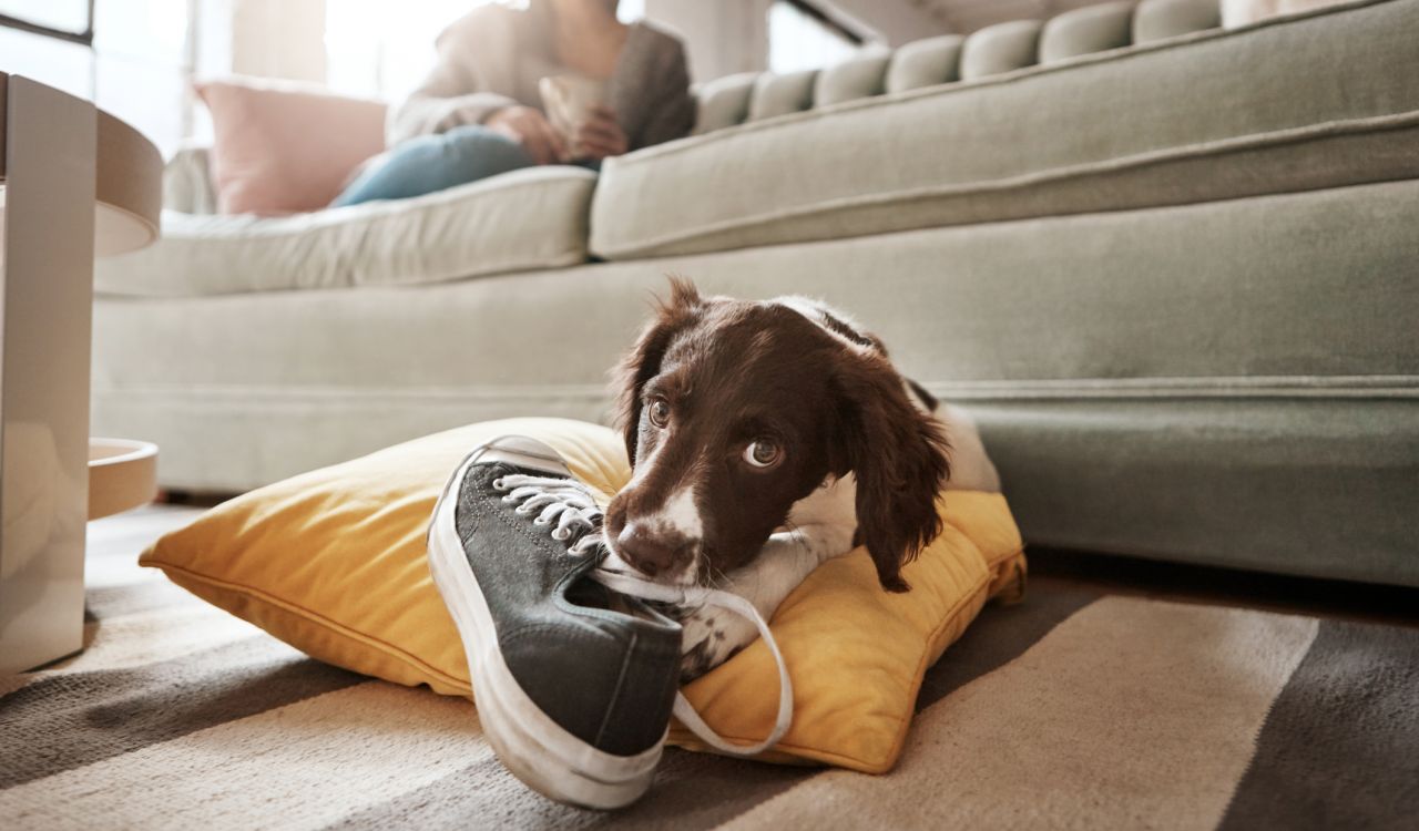 A brown and white dog is leaning against a yellow pillow chewing on a running shoe. Its owner is