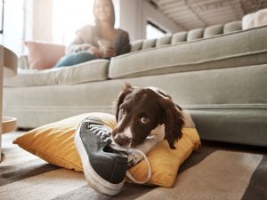 A brown and white dog is leaning against a yellow pillow chewing on a running shoe. Its owner is