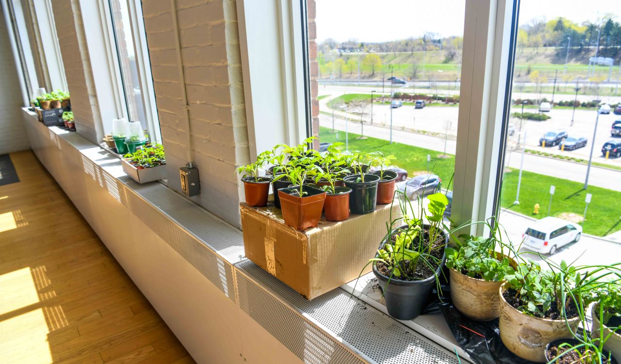 A window sill with a large array of sprouting plants in hallways with large windows.