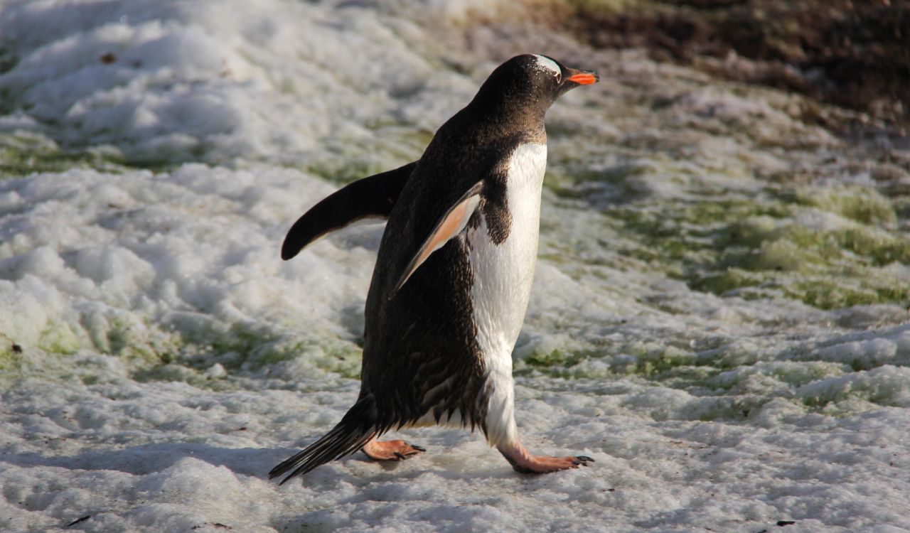 A penguin moves along snowy ground.