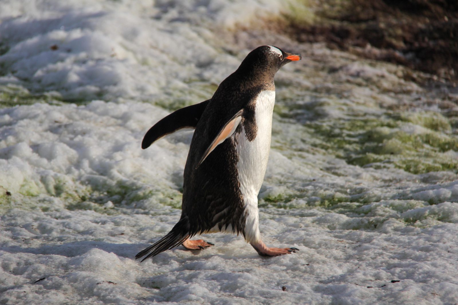 A penguin moves along snowy ground.