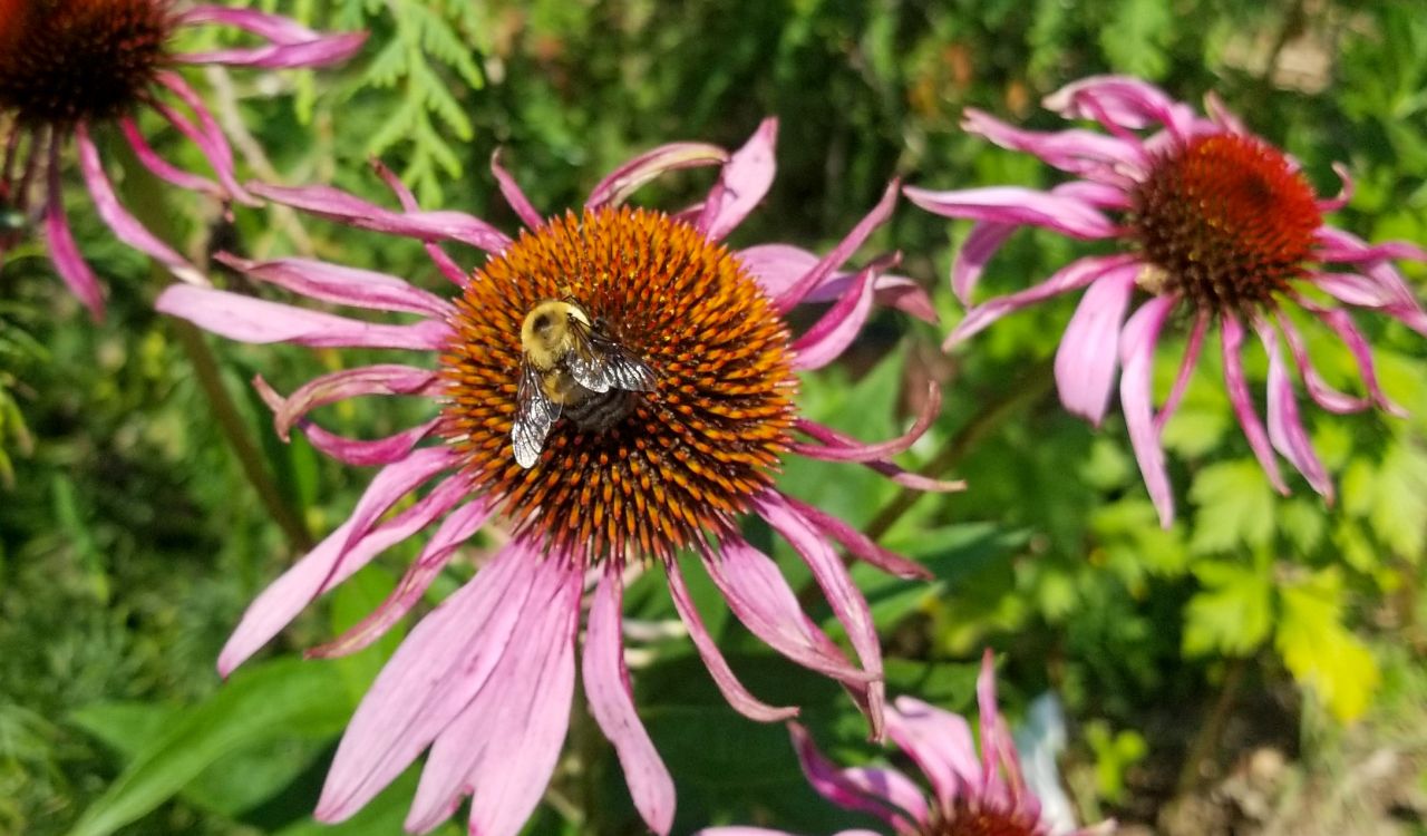 A Bombus griseocollis, a species of bumble bee, collects pollen on a cone flower plant.
