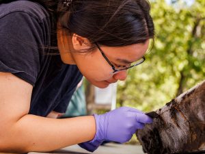 close-up of Carleton student Emily Shi bending over an upright brown slab, which resembles a tree trunk, holding a sharp object in her purple-gloved hand to cut a square from the slab.