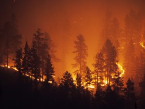 A forest glows as the fire burns out of control on a mountain hillside