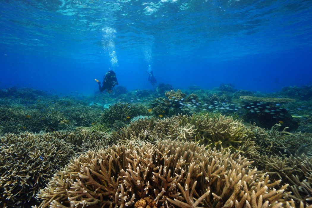 Several coral reefs in the Philippines with two scuba divers in the background conducting assessments.