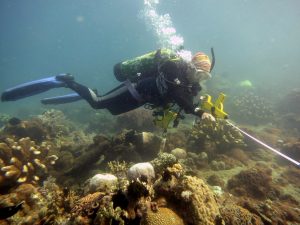 Norievill España, scuba dives to look at coral community structure and impacts of climate change under water.