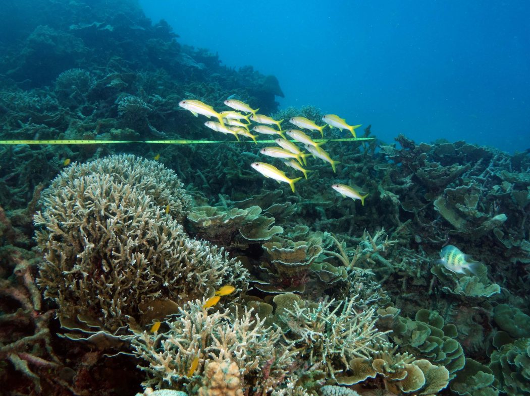 An arm uses a measuring tape to measure coral as a school of yellow fish swim by.