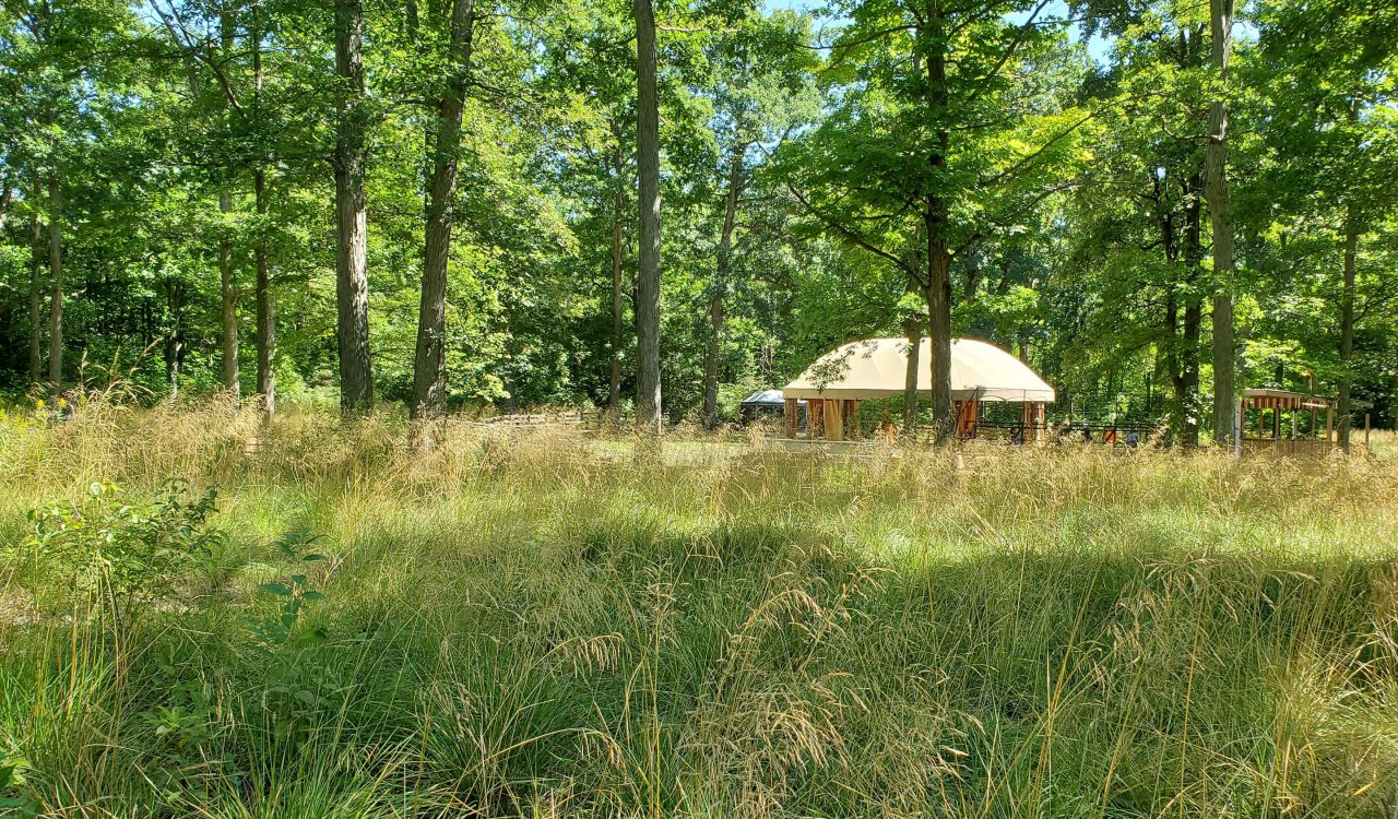 Long distance view of a large gazebo in the background, surrounded by trees, with tall, green grasses in the foreground.