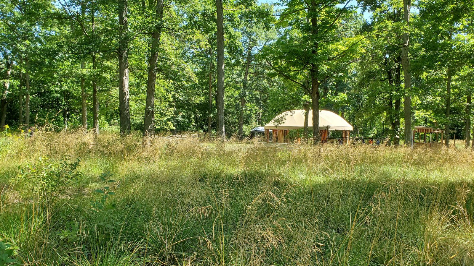 Long distance view of a large gazebo in the background, surrounded by trees, with tall, green grasses in the foreground.