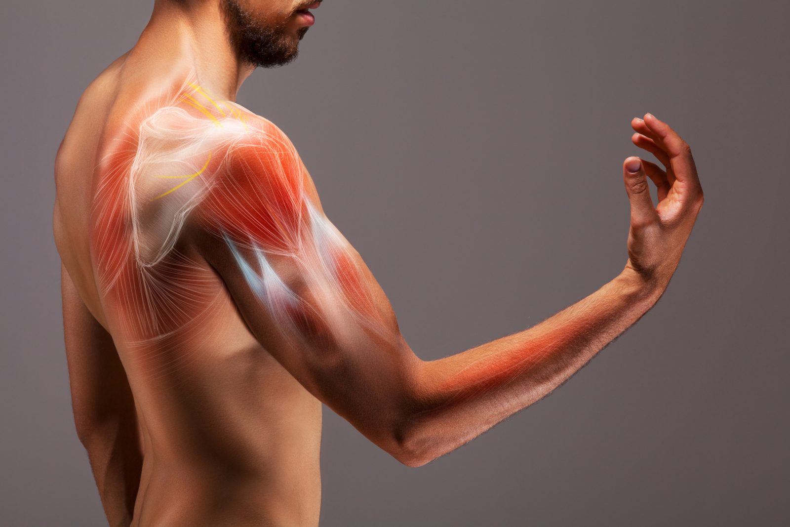 A man extends his arm. Overlaid on the arm is an illustrative representation of the structure and musculature of the human arm.