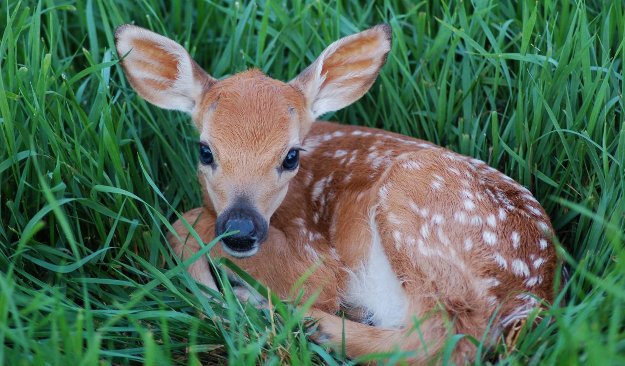 A baby deer sits in a field.