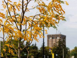 A Skyline Honeylocust tree glows in the afternoon sun with Brock University’s campus serving as a background landscape.