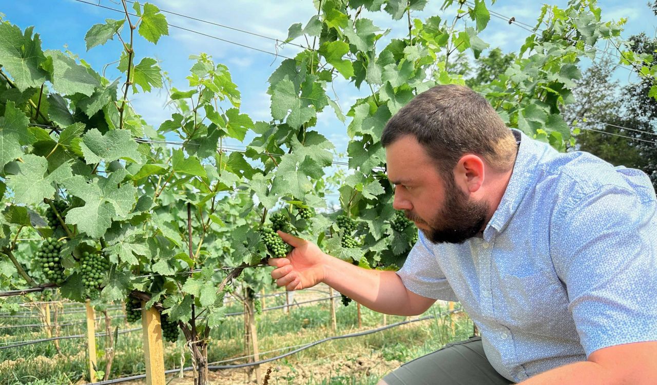 A man inspects grapes on a vine in a vineyard.