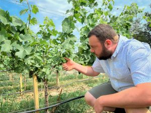 A man inspects grapes on a vine in a vineyard.
