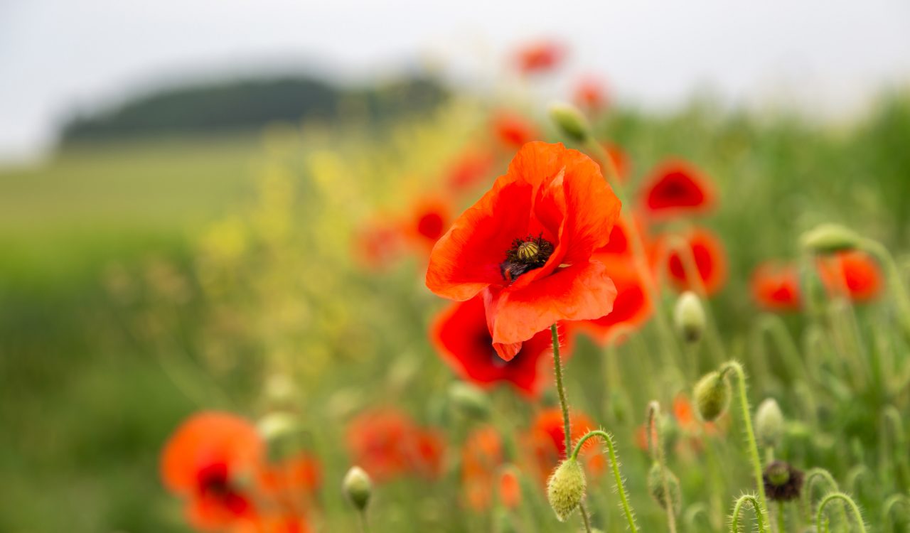Vibrant poppies in a meadow in the countryside