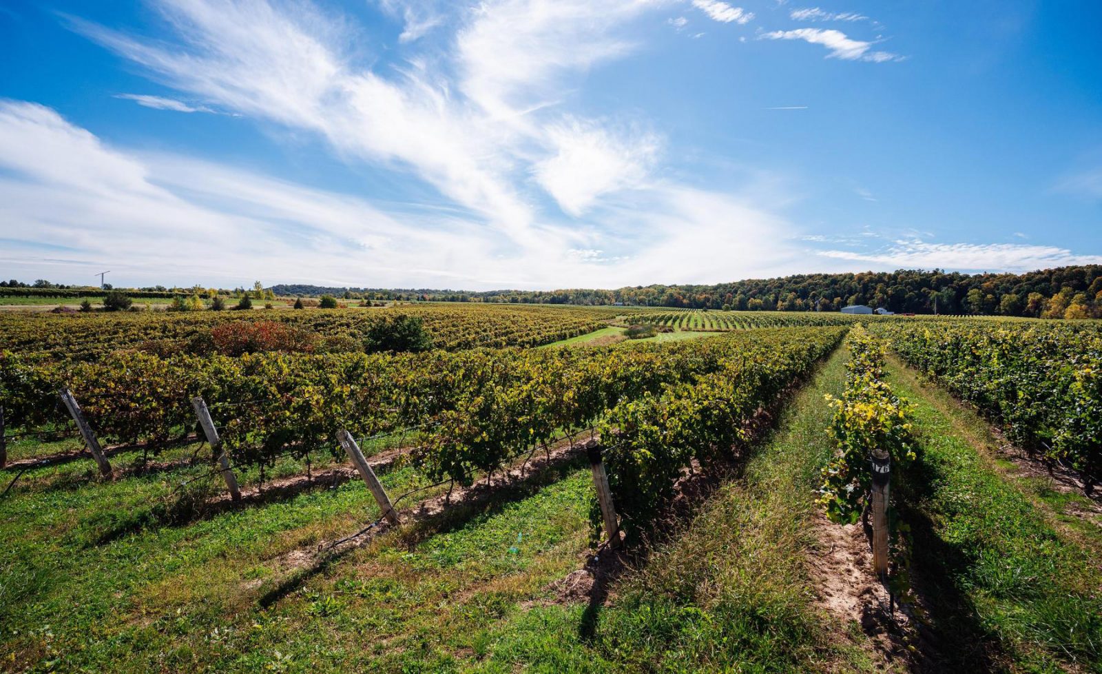 A vineyard flourishing with rows of lush grapevines and green grass under a bright blue sky with mottling of wispy cotton-like white clouds.
